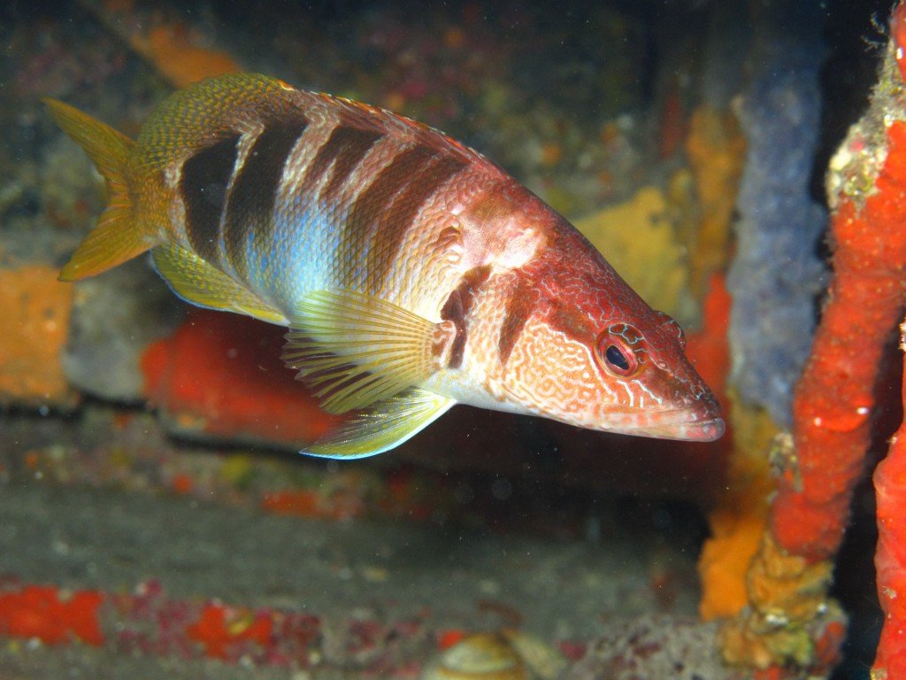 discover malta marine life with snorkeling